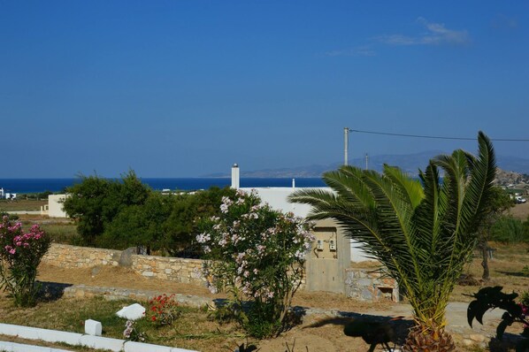 Eine Küstenlandschaft mit einer Steinmauer, einer Palme und Blick auf das Meer.