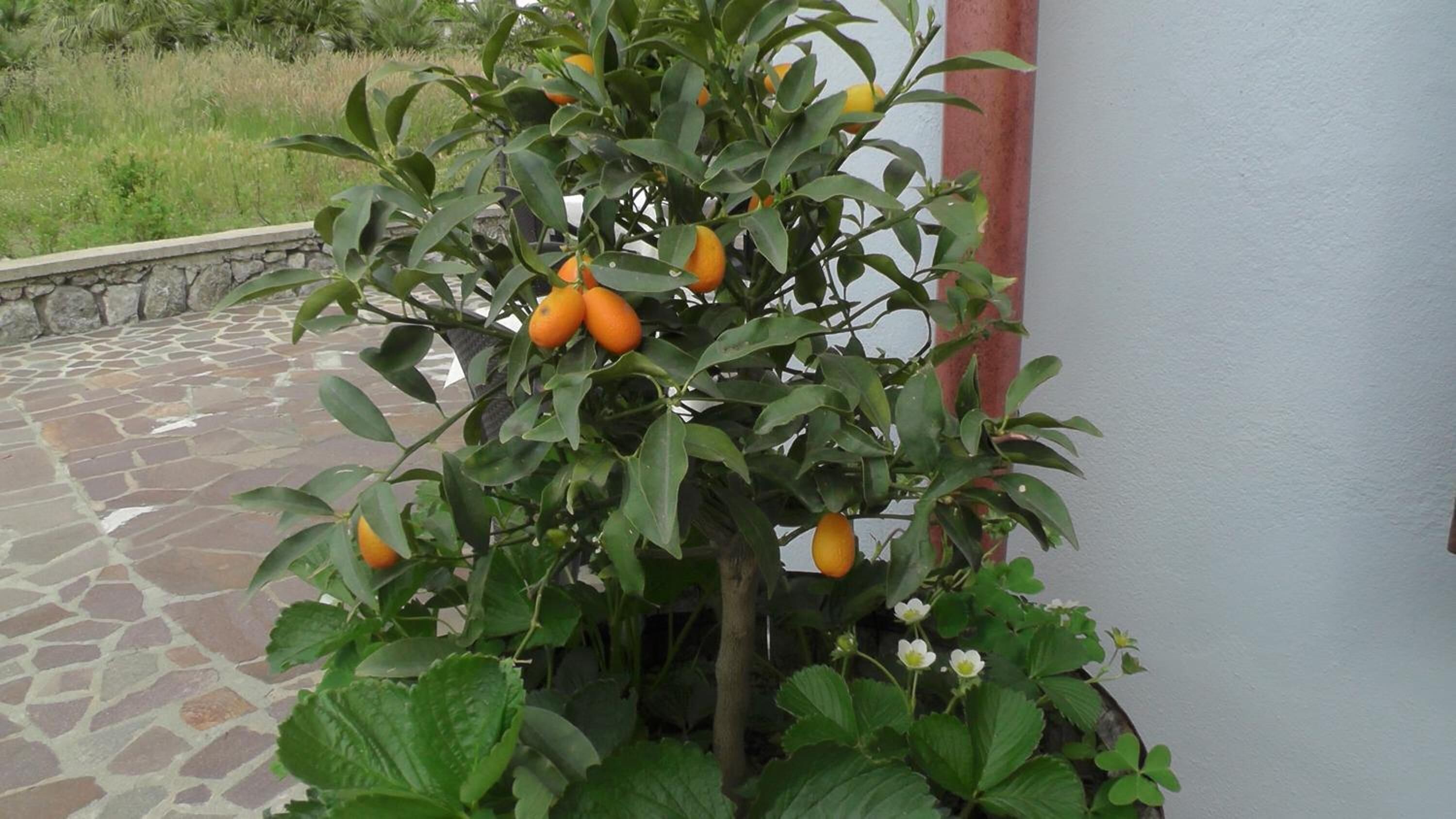 Une plante en pot, aux fruits orange et aux feuilles vertes, placée sur une terrasse en pierre, à côté d’un mur blanc.