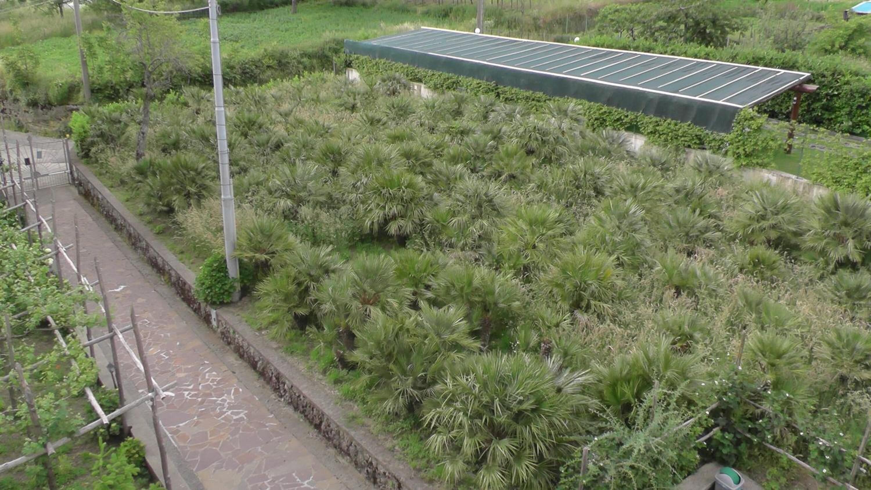 A rooftop garden with solar panels, a stone pathway, and various green plants.