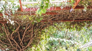 A garden pathway with a wooden bench, surrounded by lush greenery and a vine-covered pergola. - Casa de Los Santos Reyes Hotel Boutique Valledupar (Valledupar)