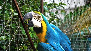 A parrot perched on a metal fence.