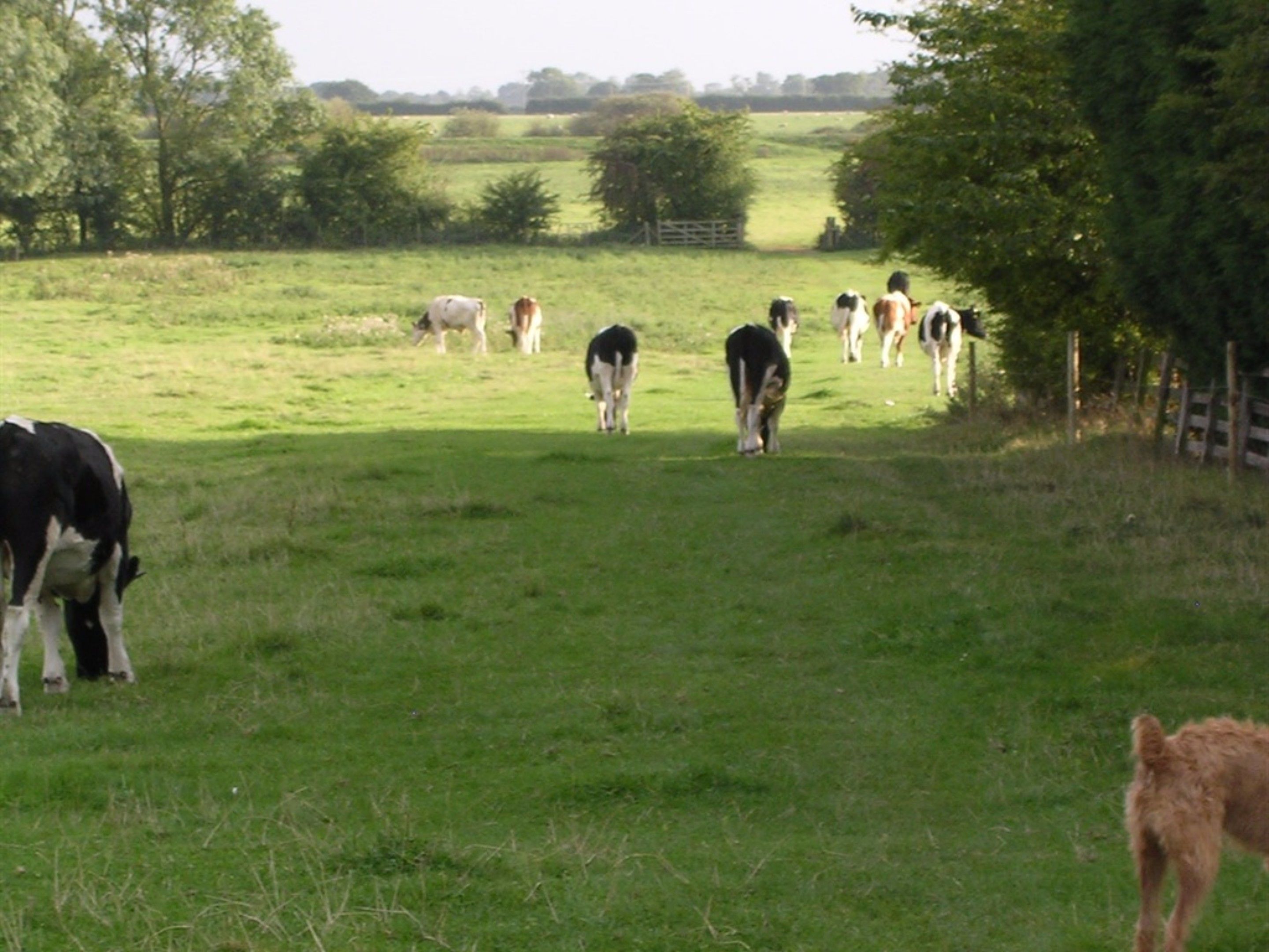 Foto - The Manor Guest House