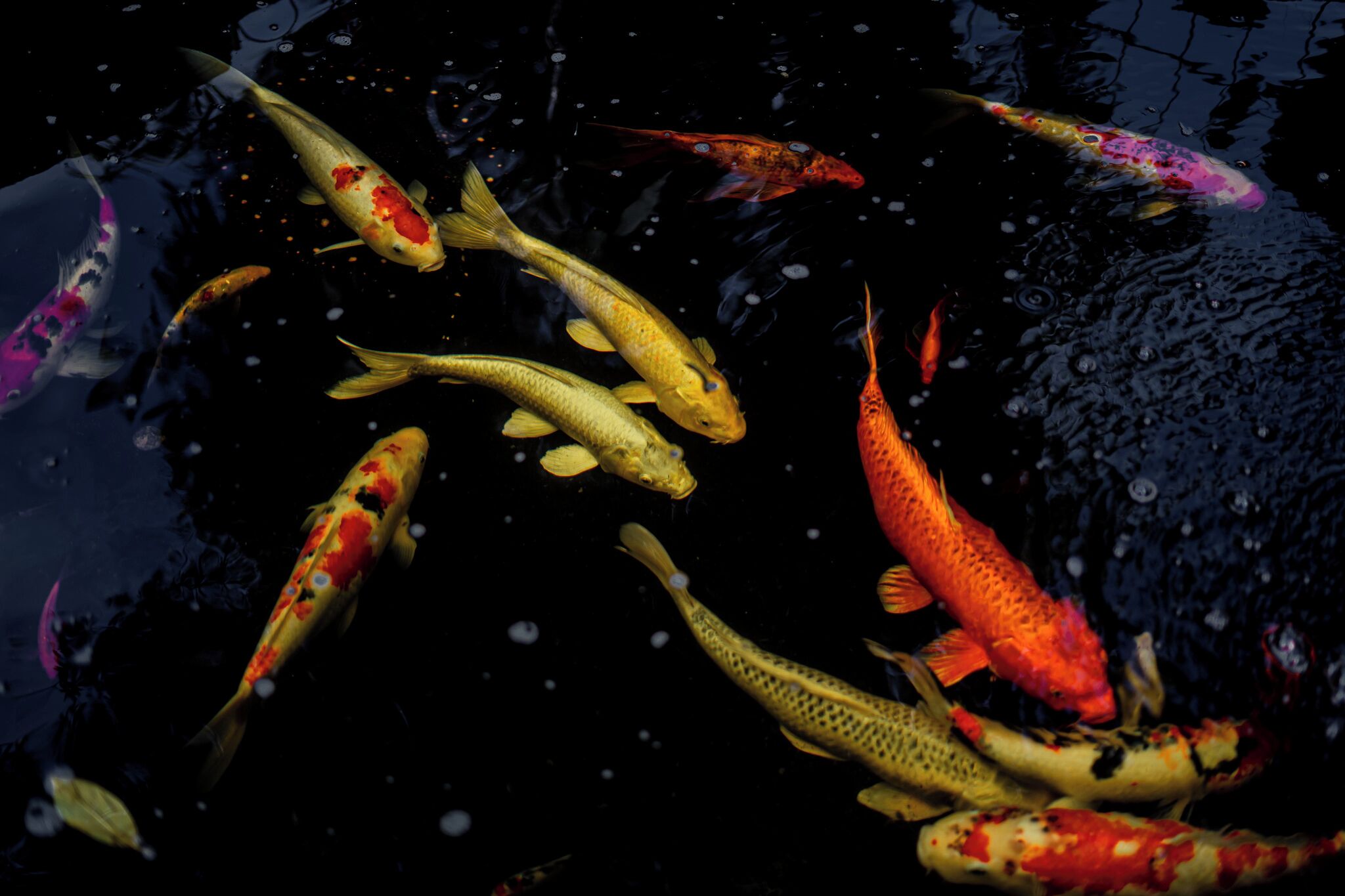 Un estanque de carpas koi con peces de varios colores nadando.