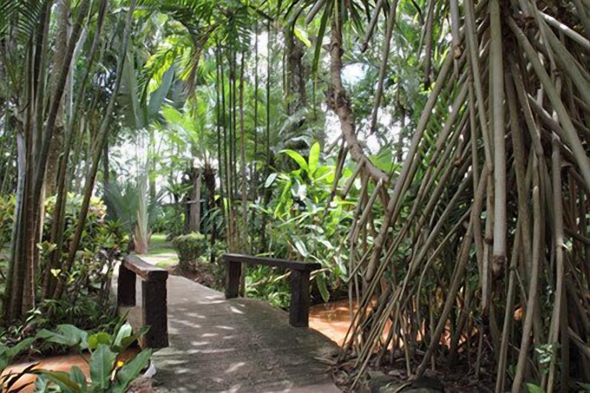 A pathway leading through a dense bamboo forest with a bench on the left.