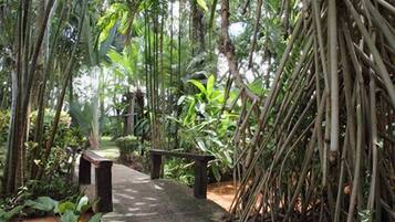 A pathway leading through a dense bamboo forest with a bench on the left.