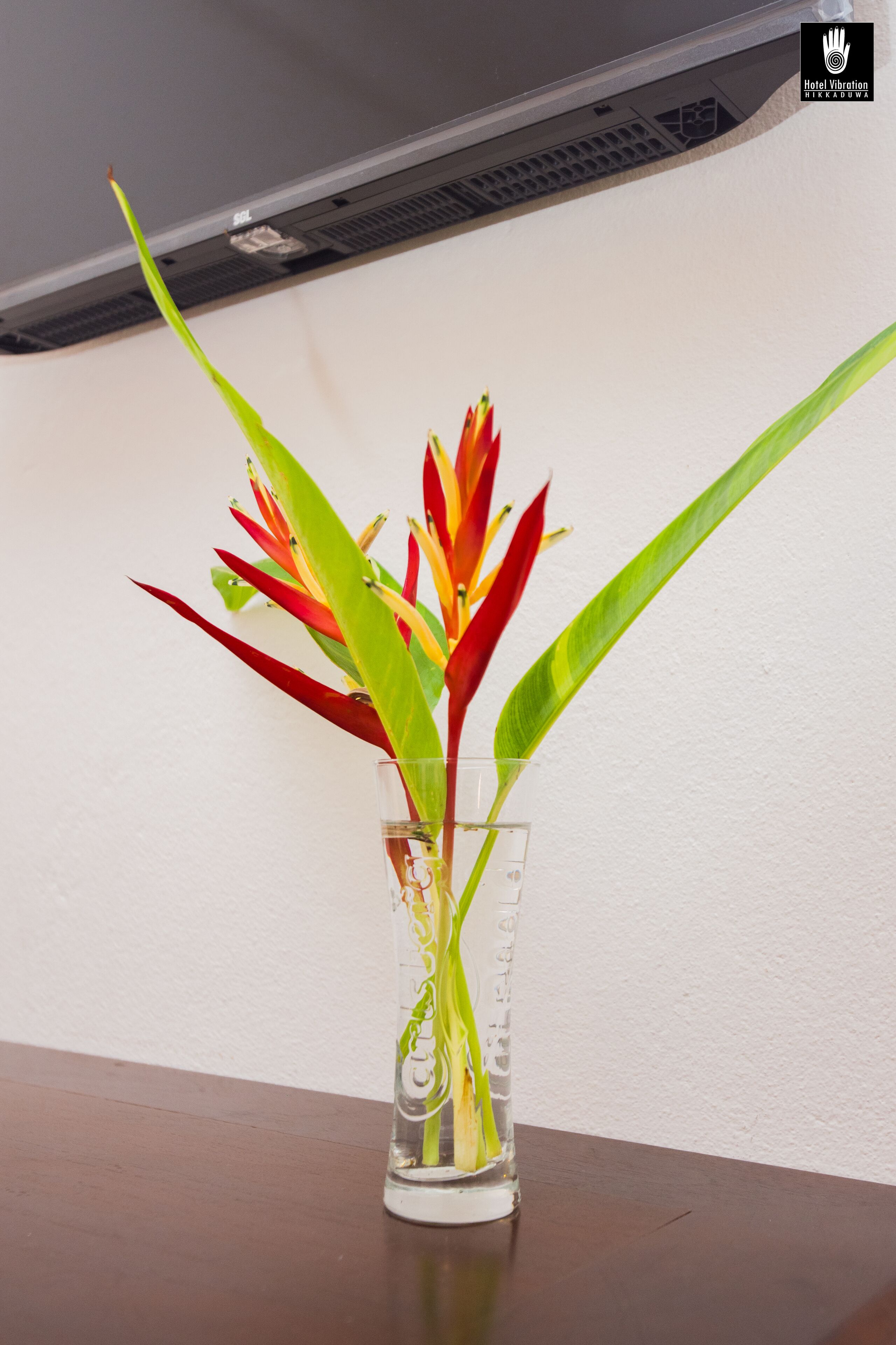 A clear glass vase with water and a plant on a wooden surface against a white wall.