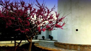 Exterior - Windmill Complex (Sifnos)