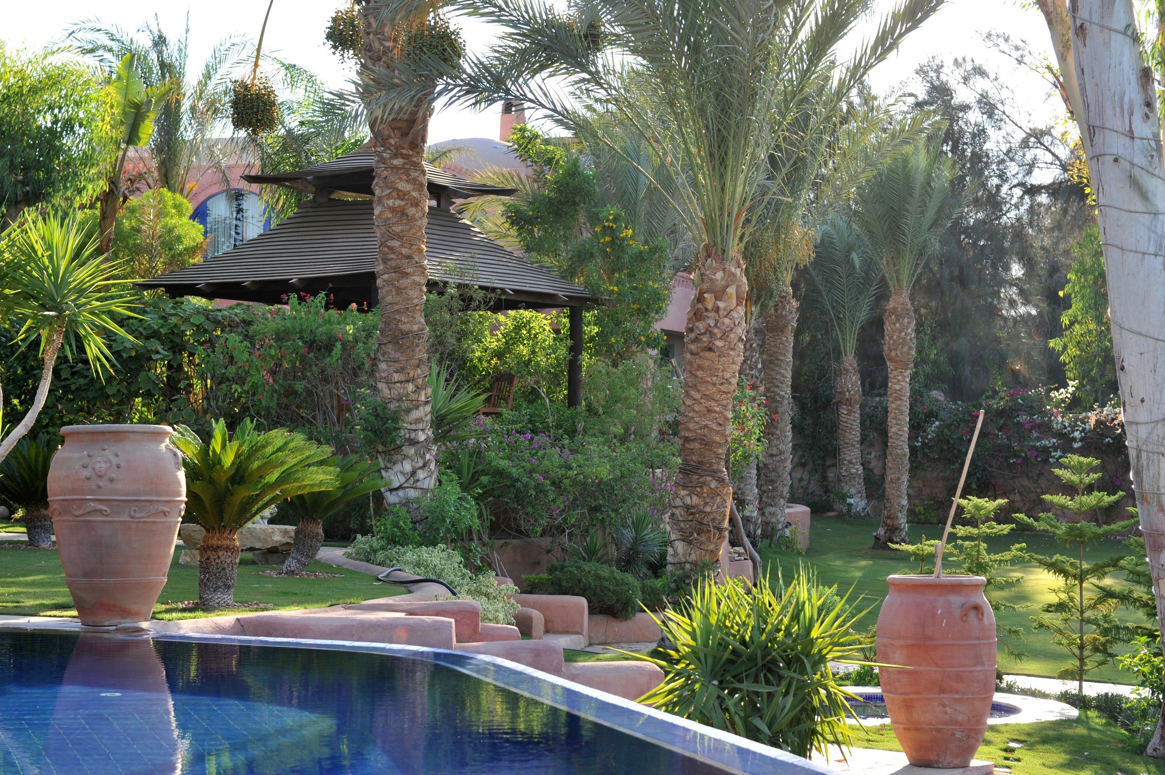 A pool area with a pergola, palm trees, and a large terracotta pot.