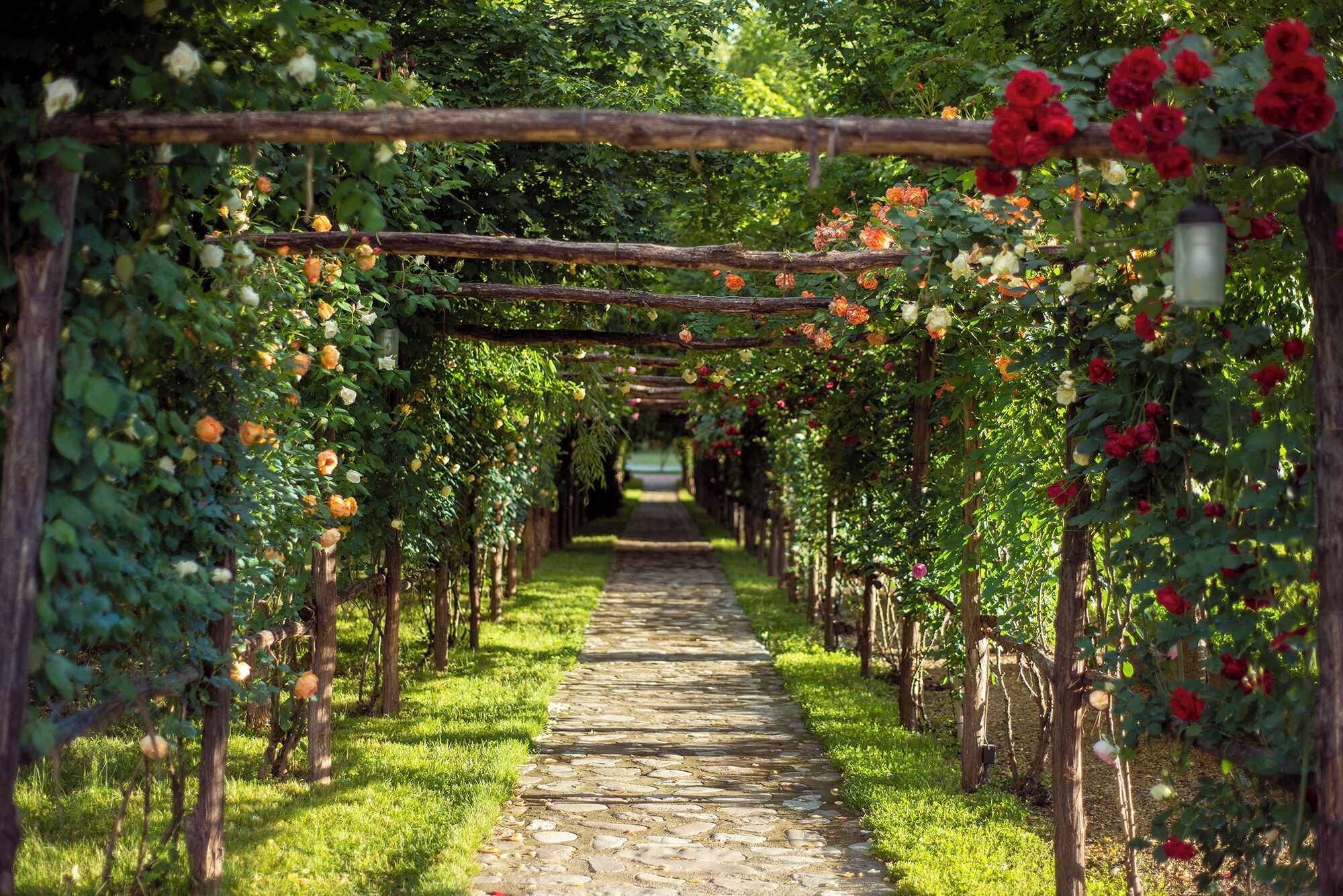 A stone pathway flanked by rose bushes and a wooden pergola structure.