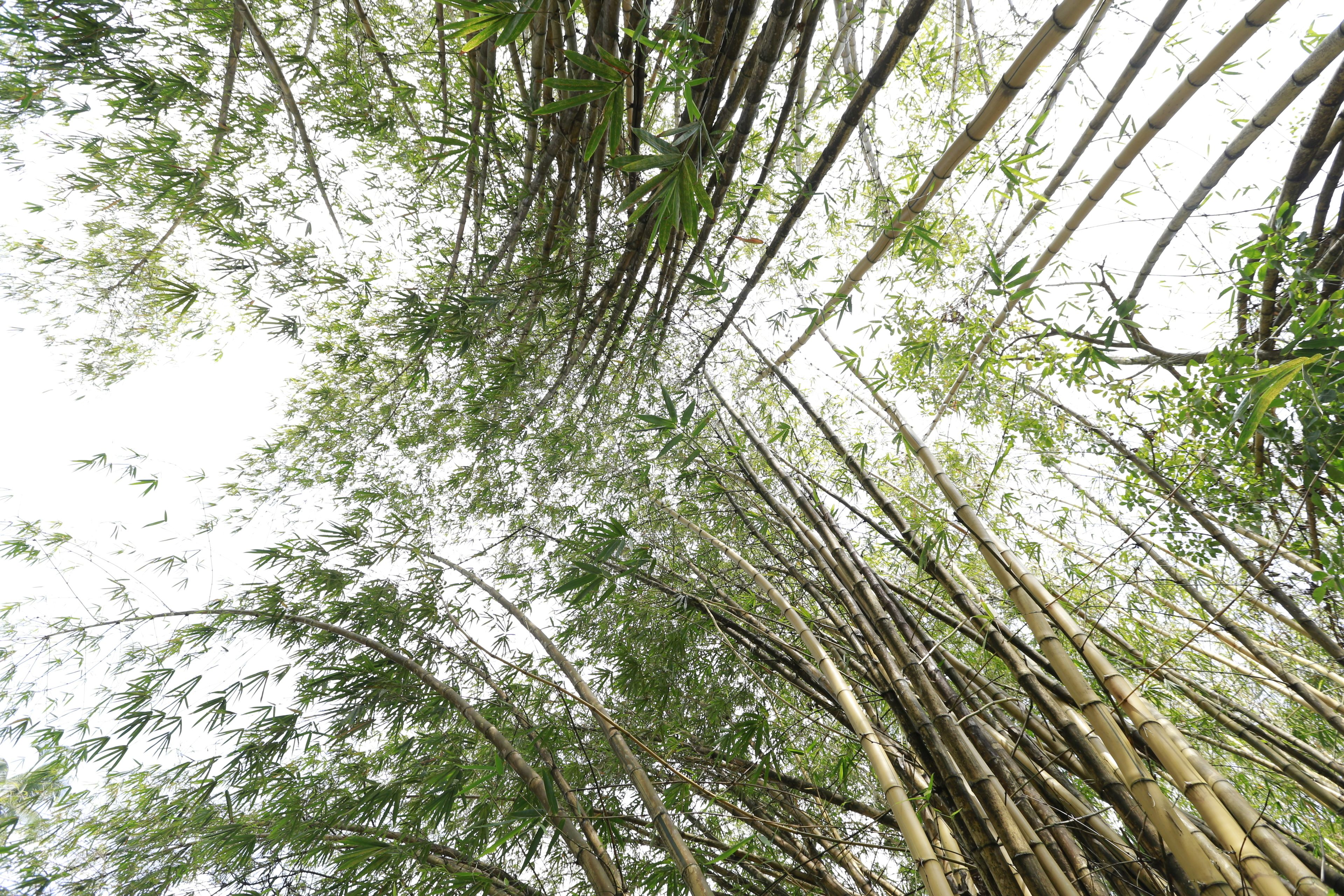 A dense bamboo forest with tall, slender trunks and numerous green leaves.