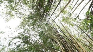 A dense bamboo forest with tall, slender trunks and numerous green leaves.