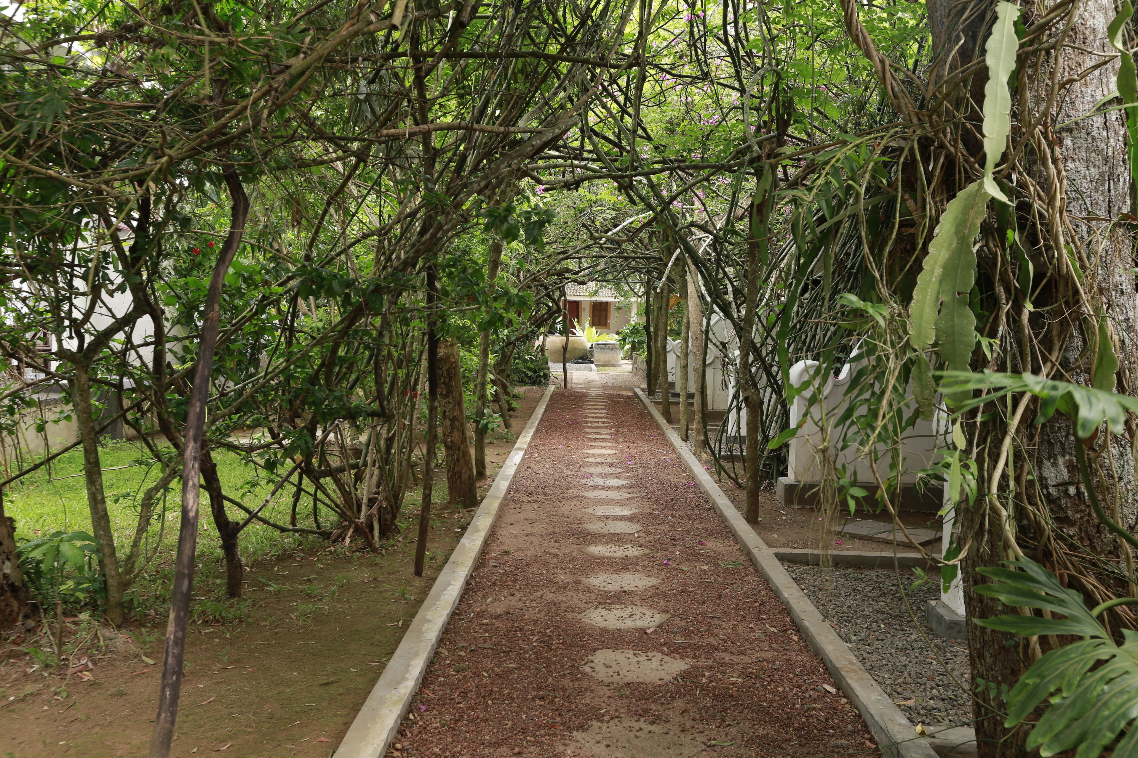 A pathway leading to a building surrounded by dense foliage.