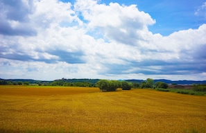 A wide field of golden crops under a cloudy sky. - Encís d Empordà (Corca)