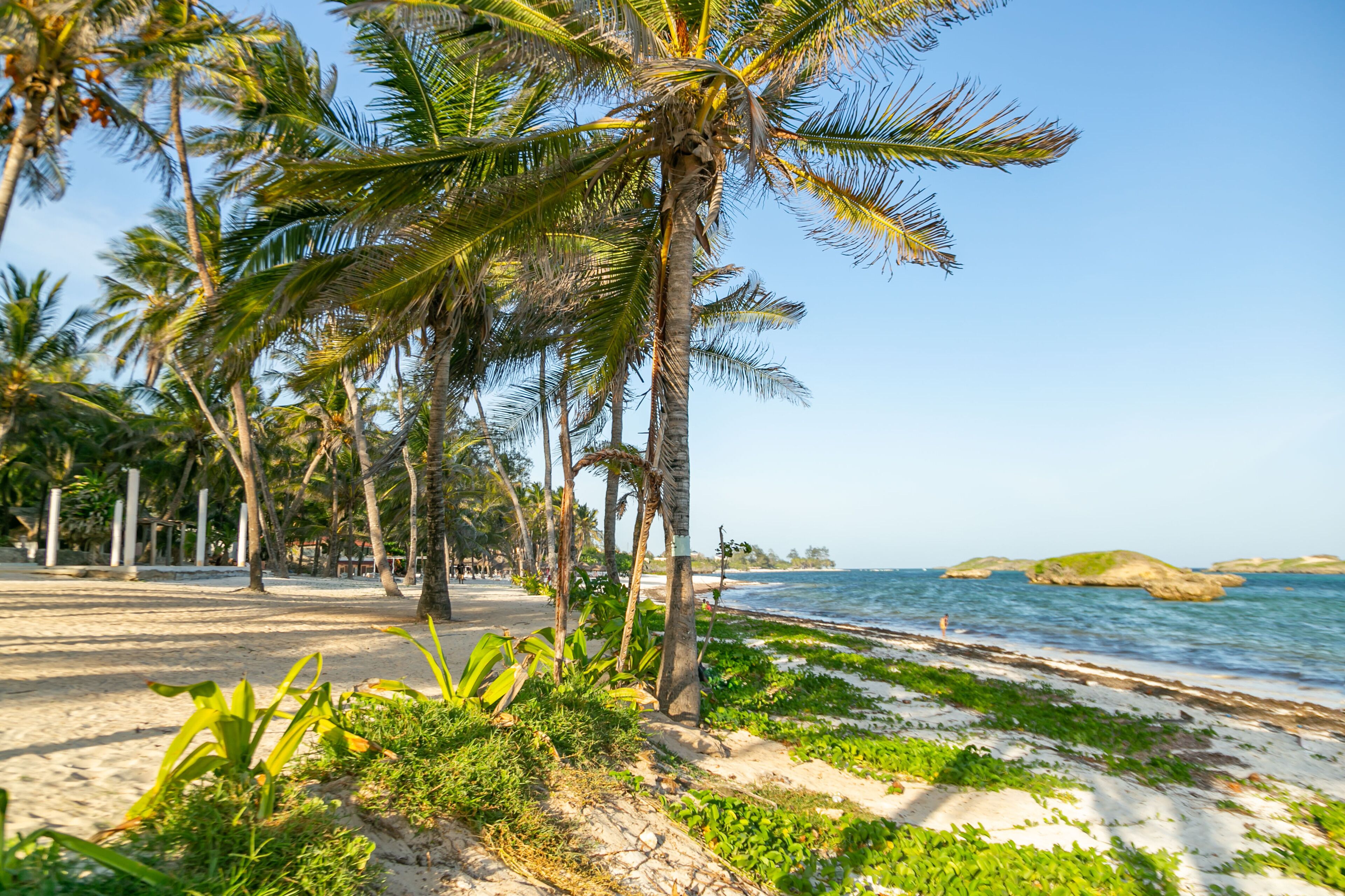 A beach with palm trees, a sandy shore, and the ocean.
