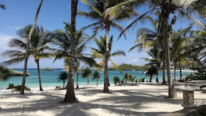 Une plage bordée de palmiers, offrant une vue dégagée sur l’océan.