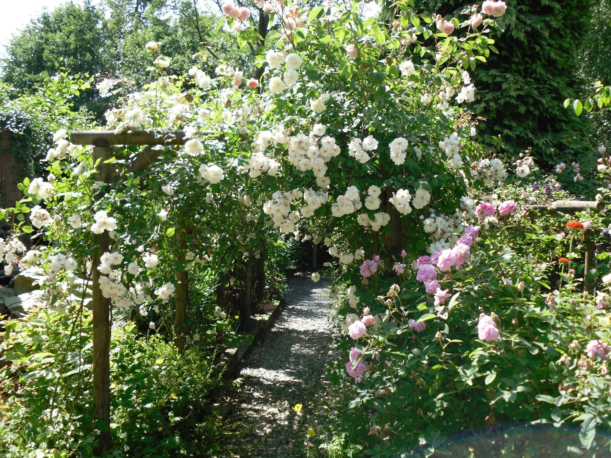 A garden pathway with a wooden pergola covered in white and pink roses.