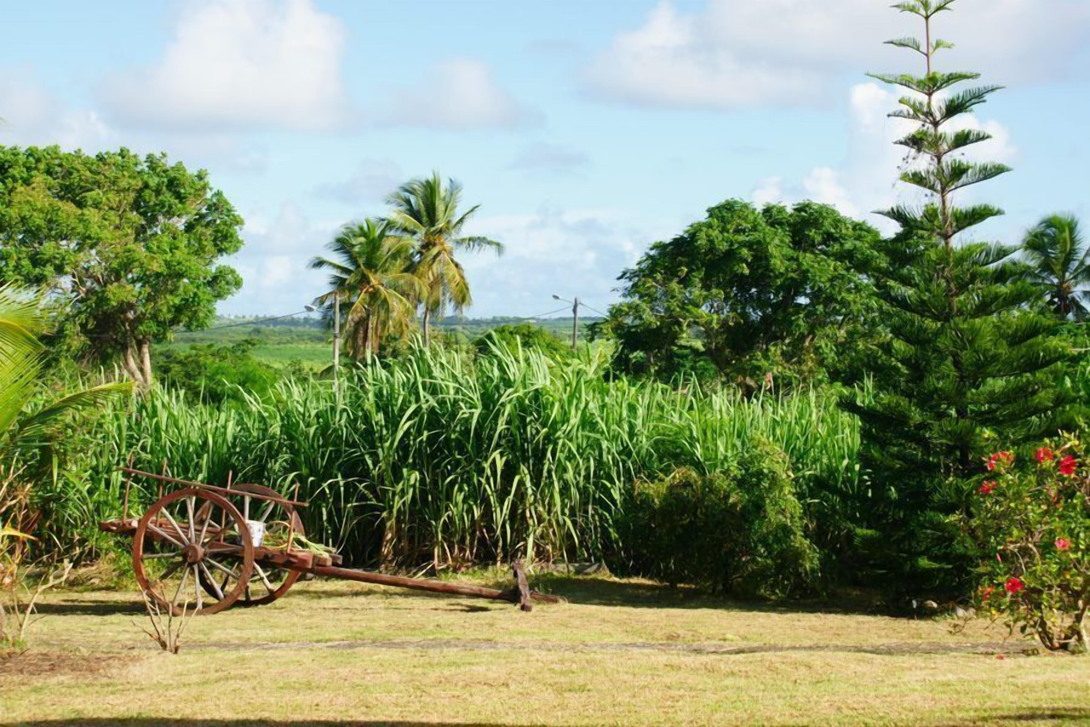 A rural landscape with a field of tall grass, a wooden cart, and various trees including palm trees.