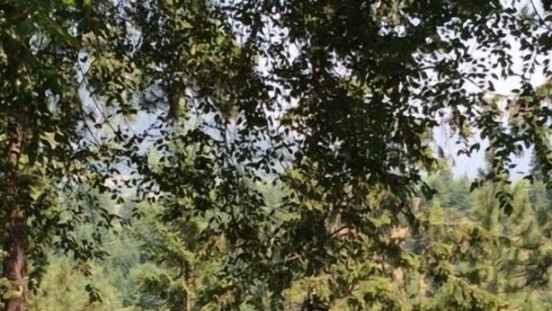 未分類圖片，第 1 張 (共 20 張)，按鈕