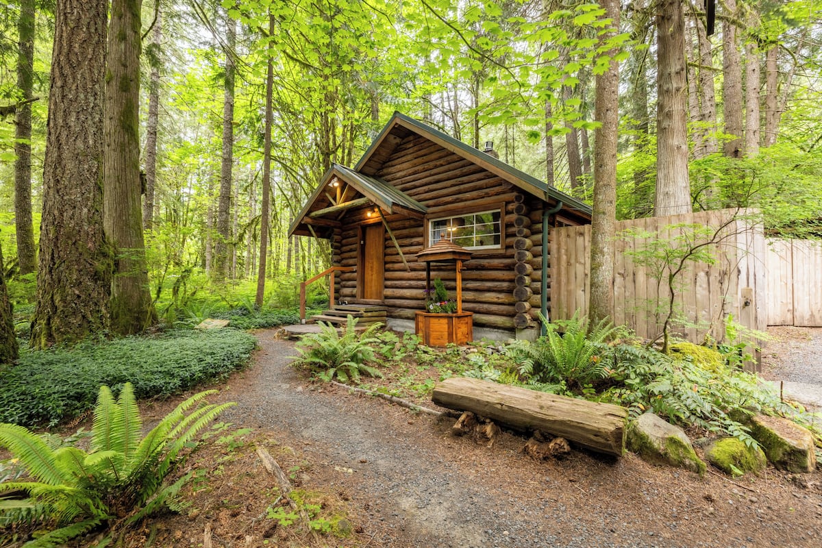 A rustic log cabin with a gravel path leading to the entrance, surrounded by dense forest and ferns.