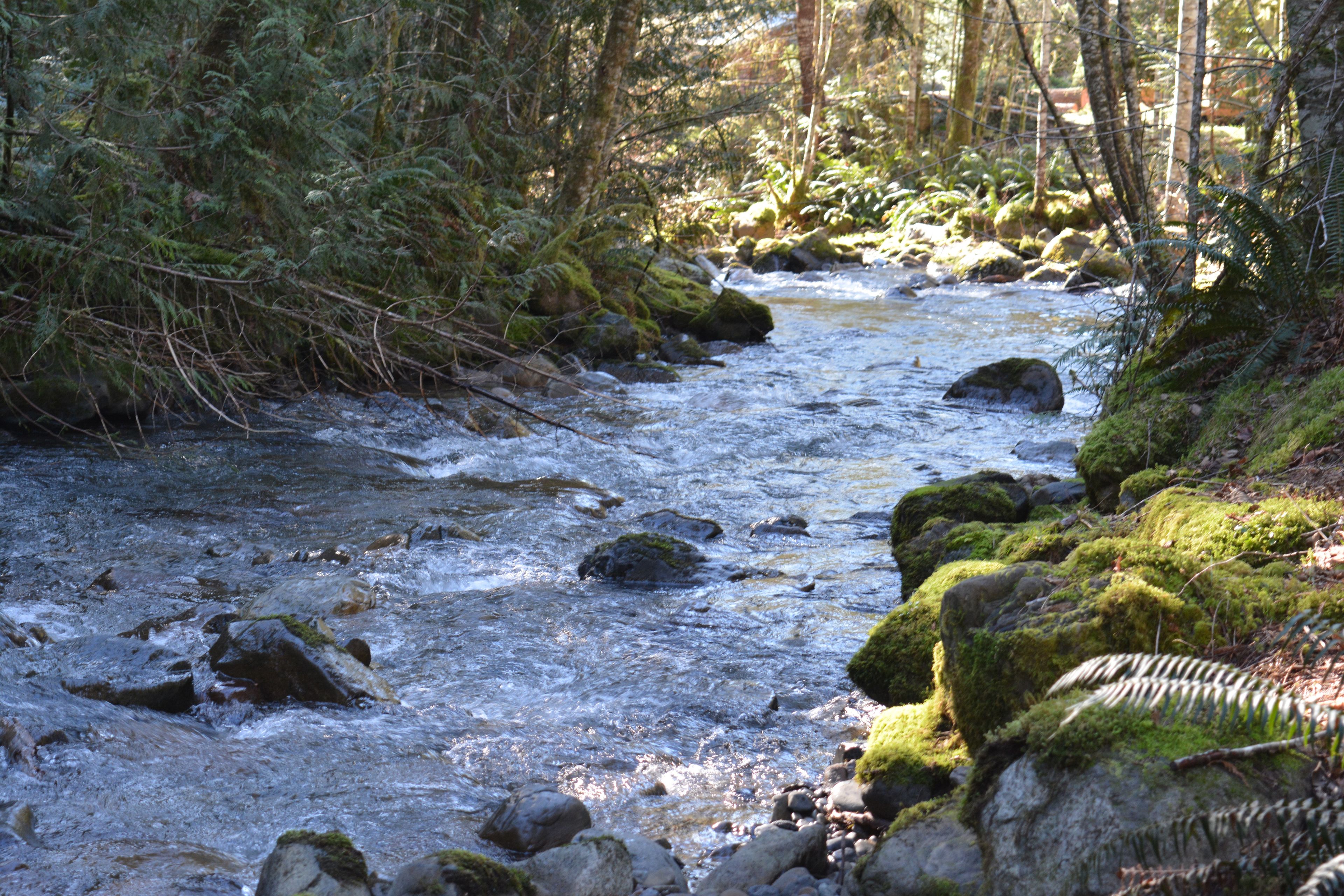 A forest stream with rocks and moss.