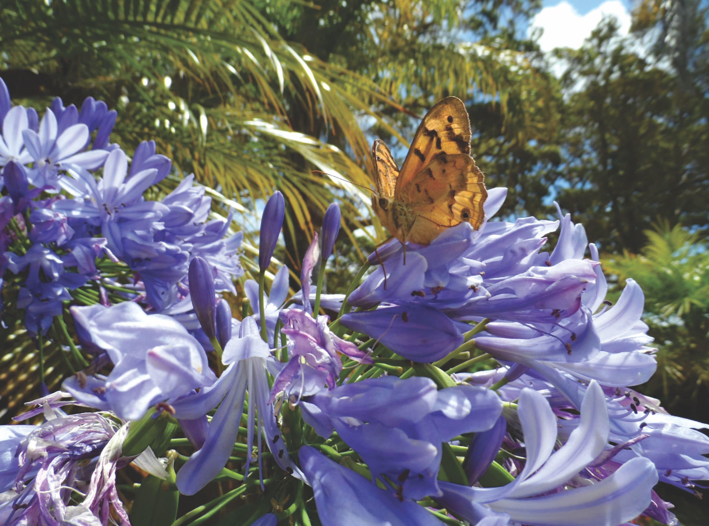 A butterfly on purple flowers with a clear blue sky and green foliage in the background.