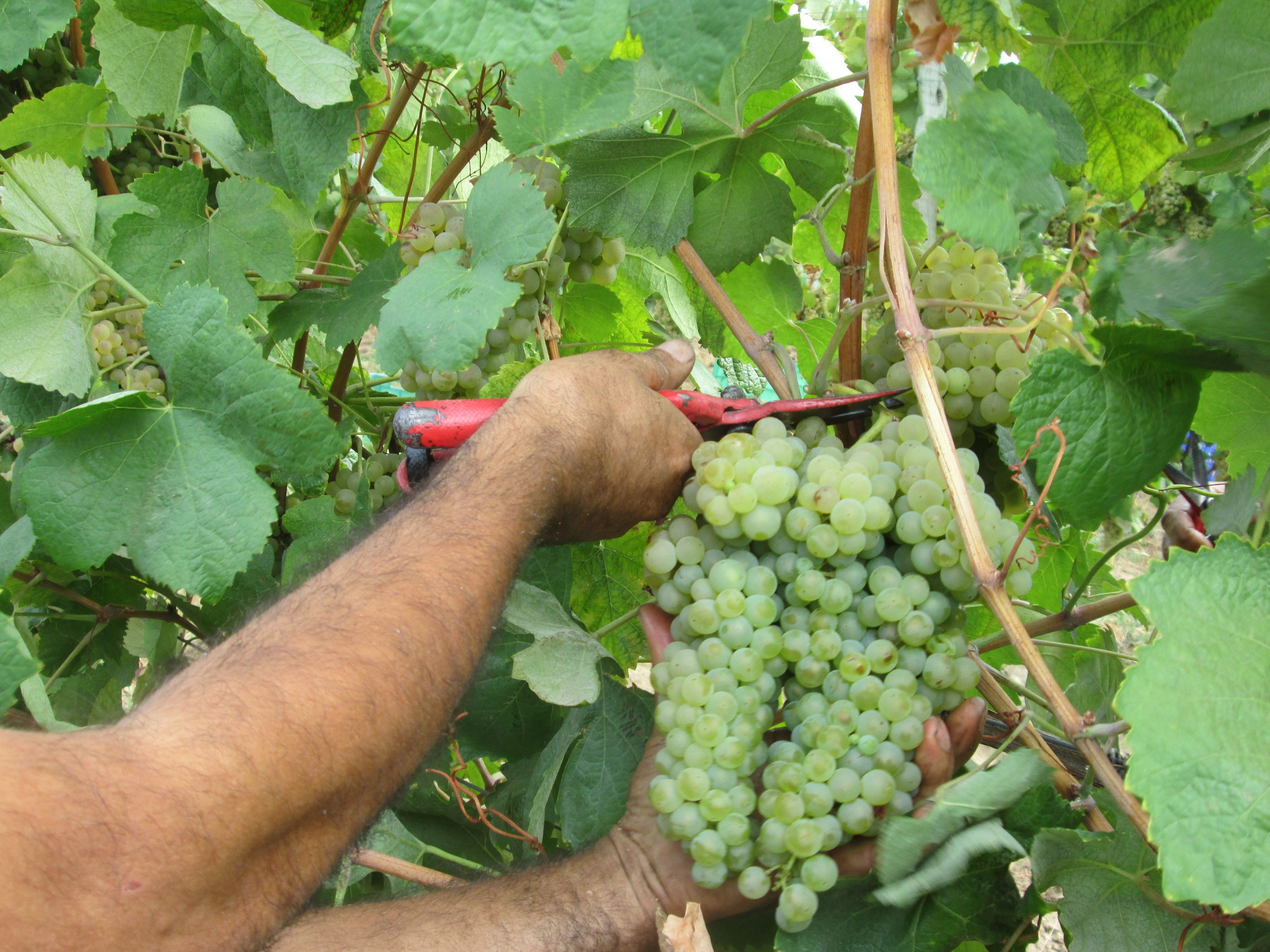 A person harvesting green grapes from a vine.
