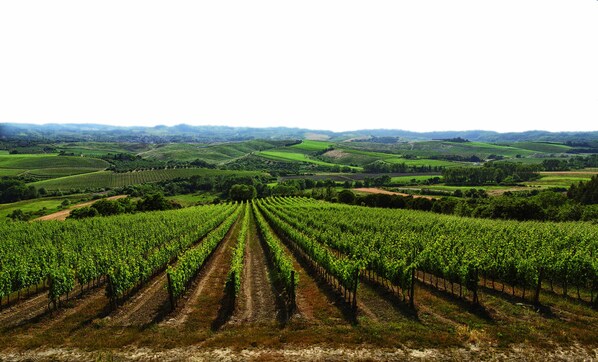 Un vignoble où s’étendent à perte de vue des rangées de vignes.