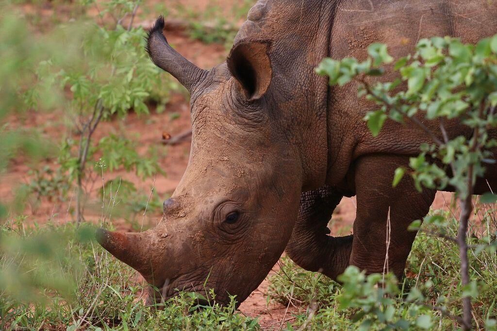 A rhinoceros in a natural setting with sparse vegetation and red soil.