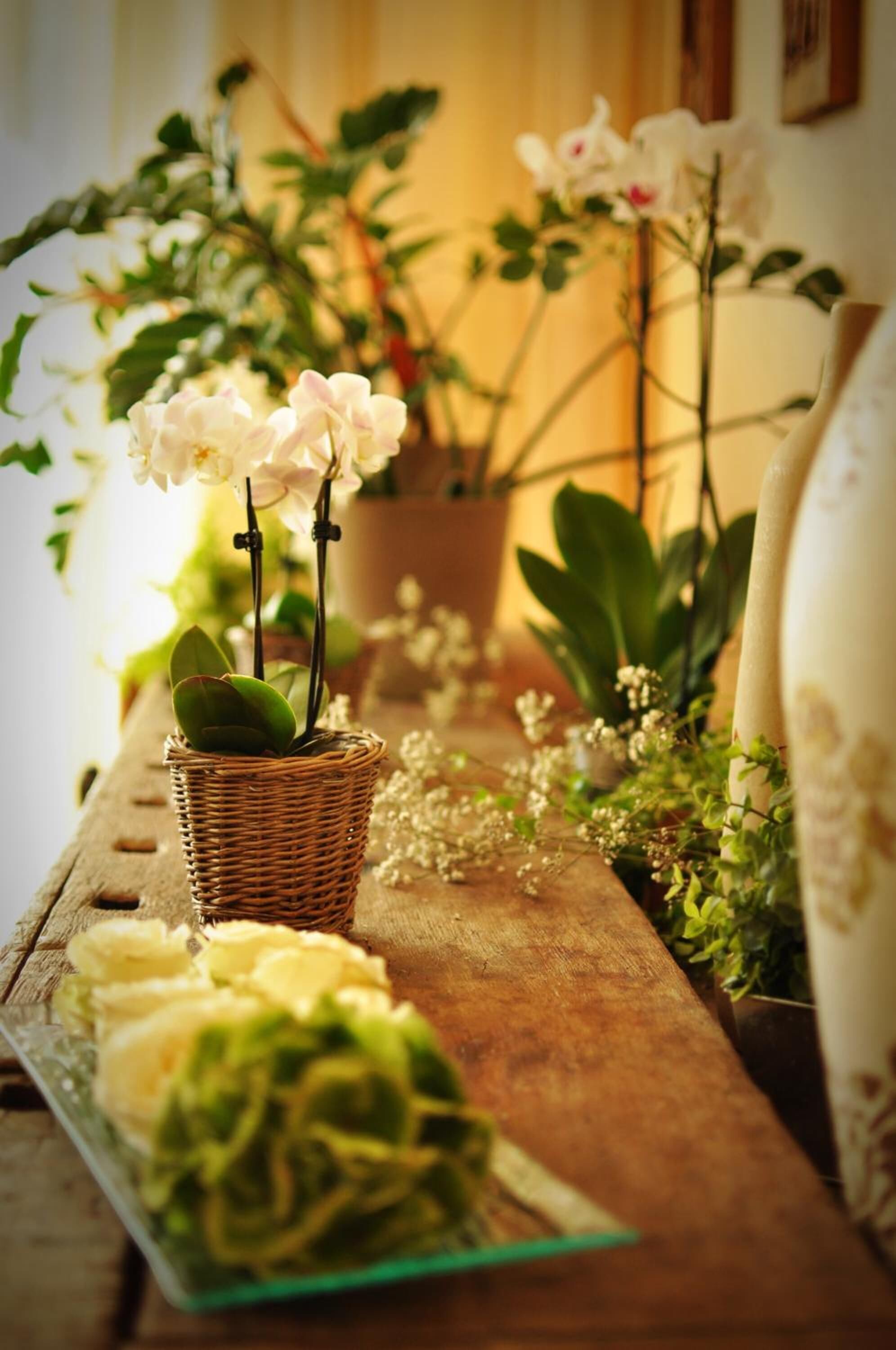 dinner served, international cuisine, al fresco dining