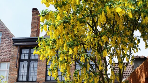 Un edificio de ladrillo con ventanas arqueadas y un árbol con flores amarillas al frente.
