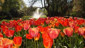 Un jardín con diversas tulipanes en plena floración.