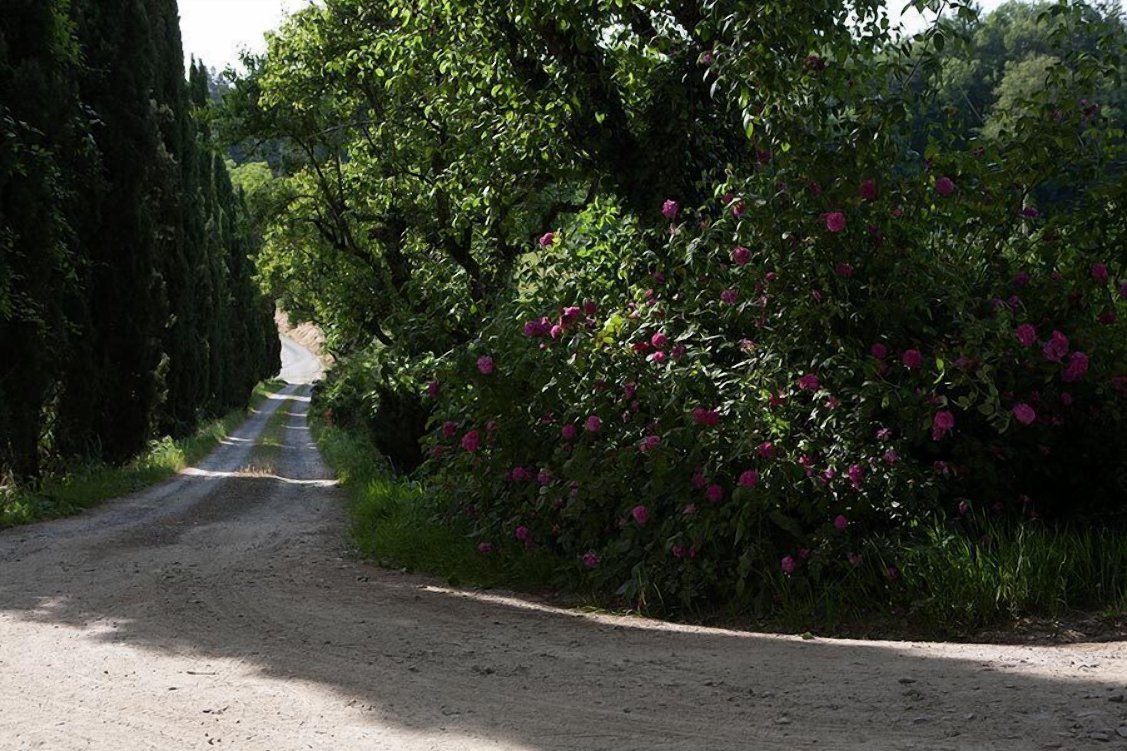 A rural road flanked by dense foliage and flowering bushes.