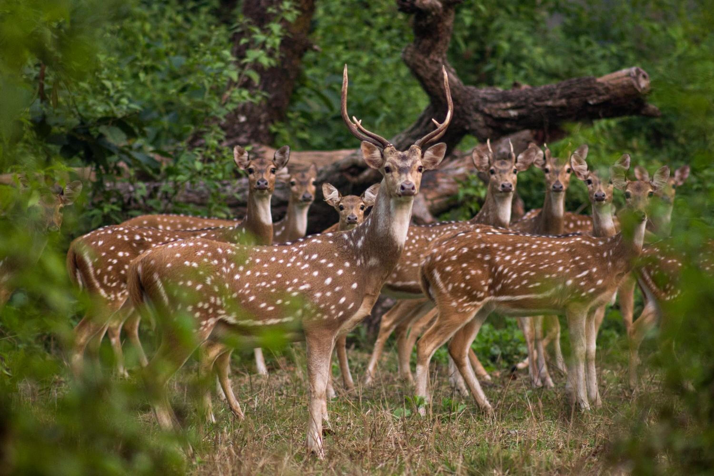 A group of deer in a natural setting with trees and foliage in the background.