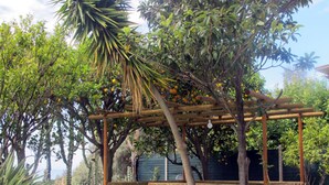 Une structure en bois formant une pergola, ornée de plantes grimpantes et d’arbres fruitiers.