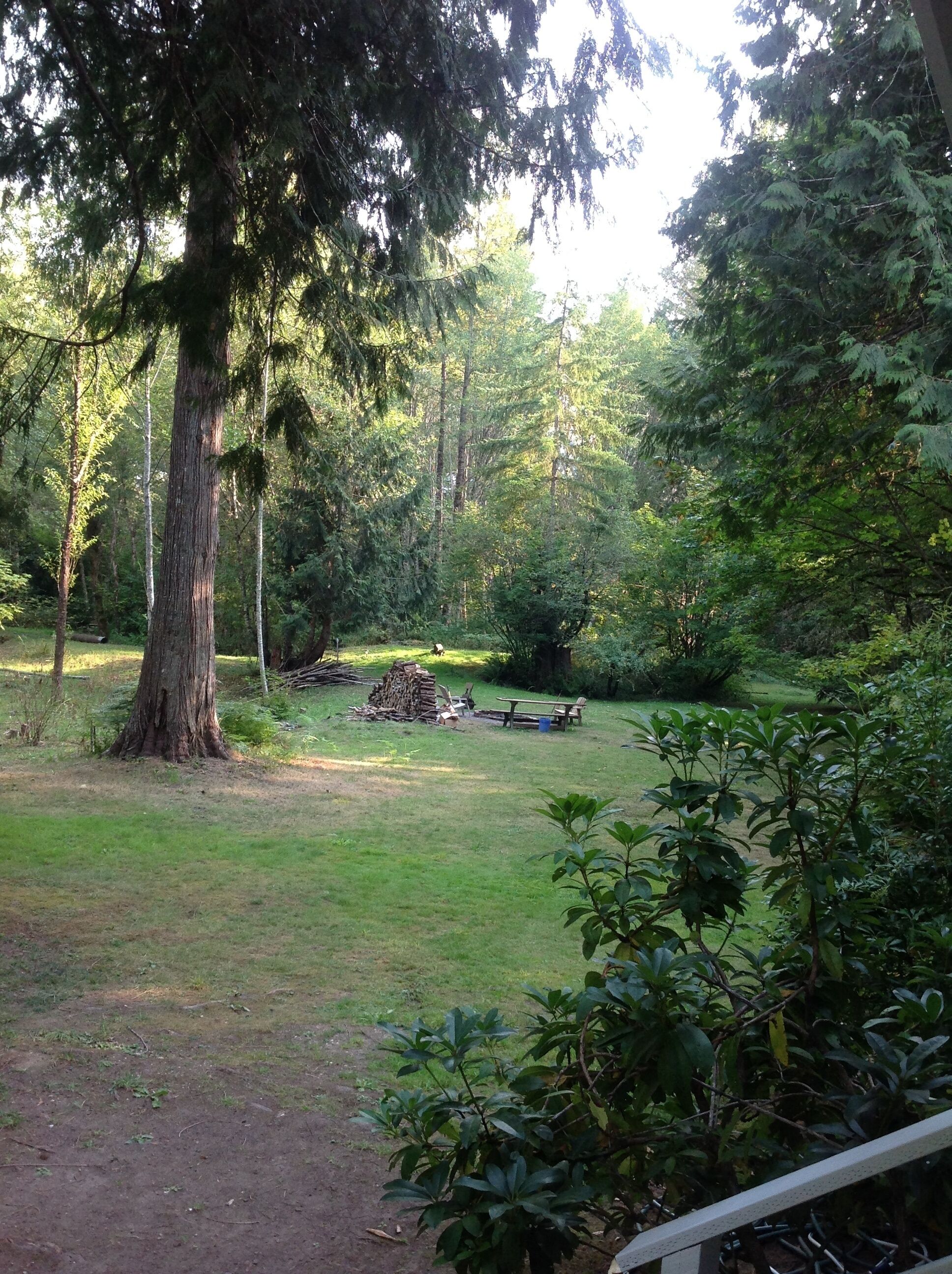 A forested area with a large tree, a picnic table, and a stack of firewood.