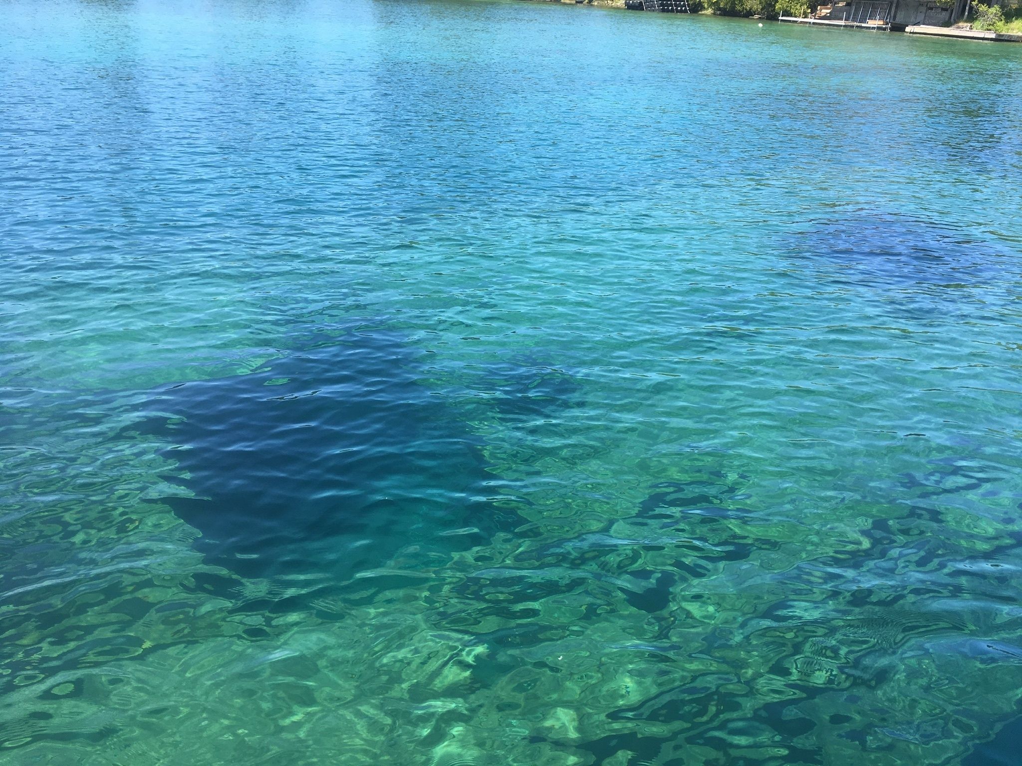A clear view of a lake with visible underwater vegetation and a dock in the background.