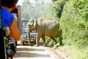 A vehicle on a dirt road with an elephant nearby. - The Yala Camping (Tissamaharama)