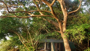 A tent set up under a large tree with a table and chairs nearby. - The Yala Camping (Tissamaharama)