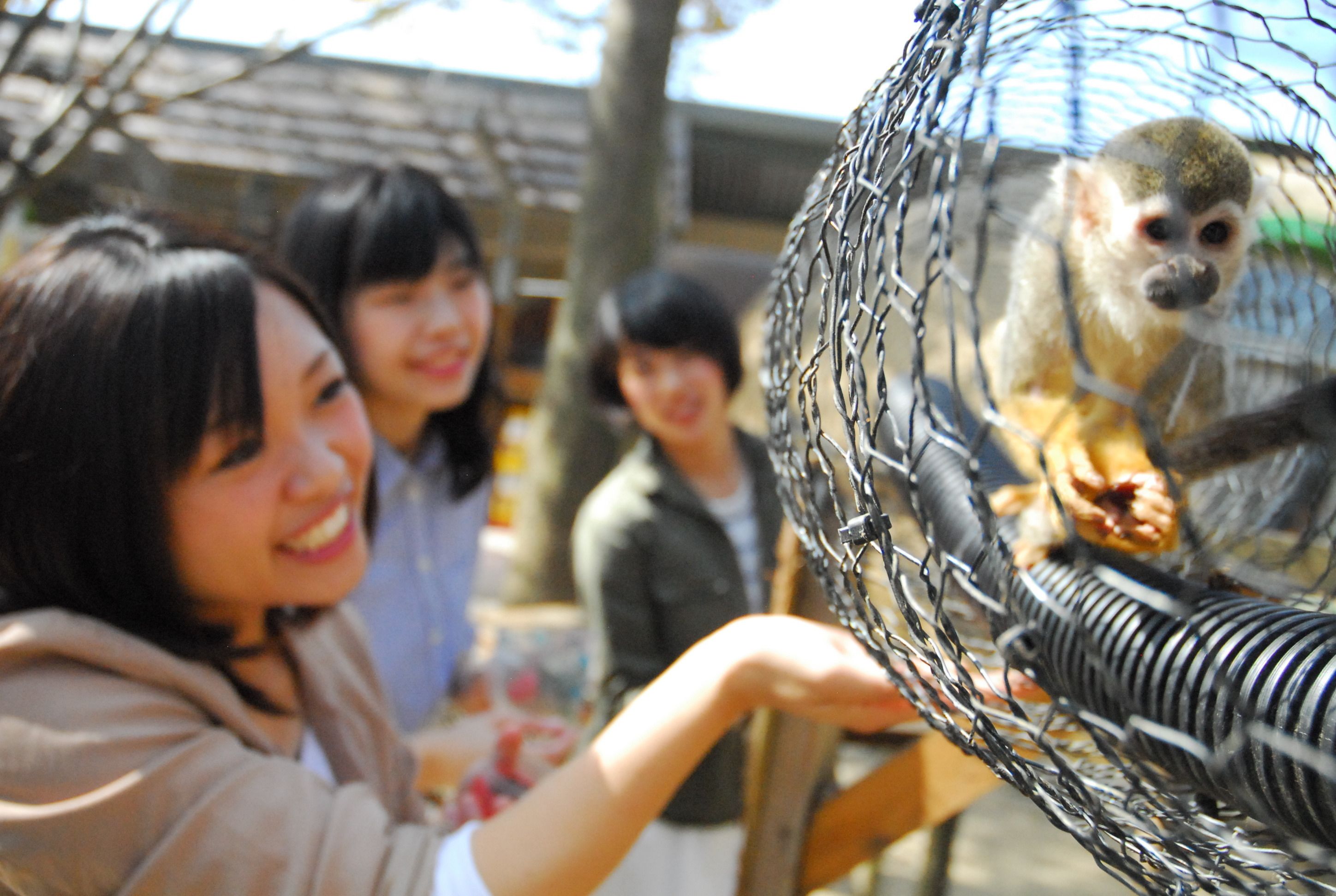 A monkey inside a wire enclosure, with people observing it.