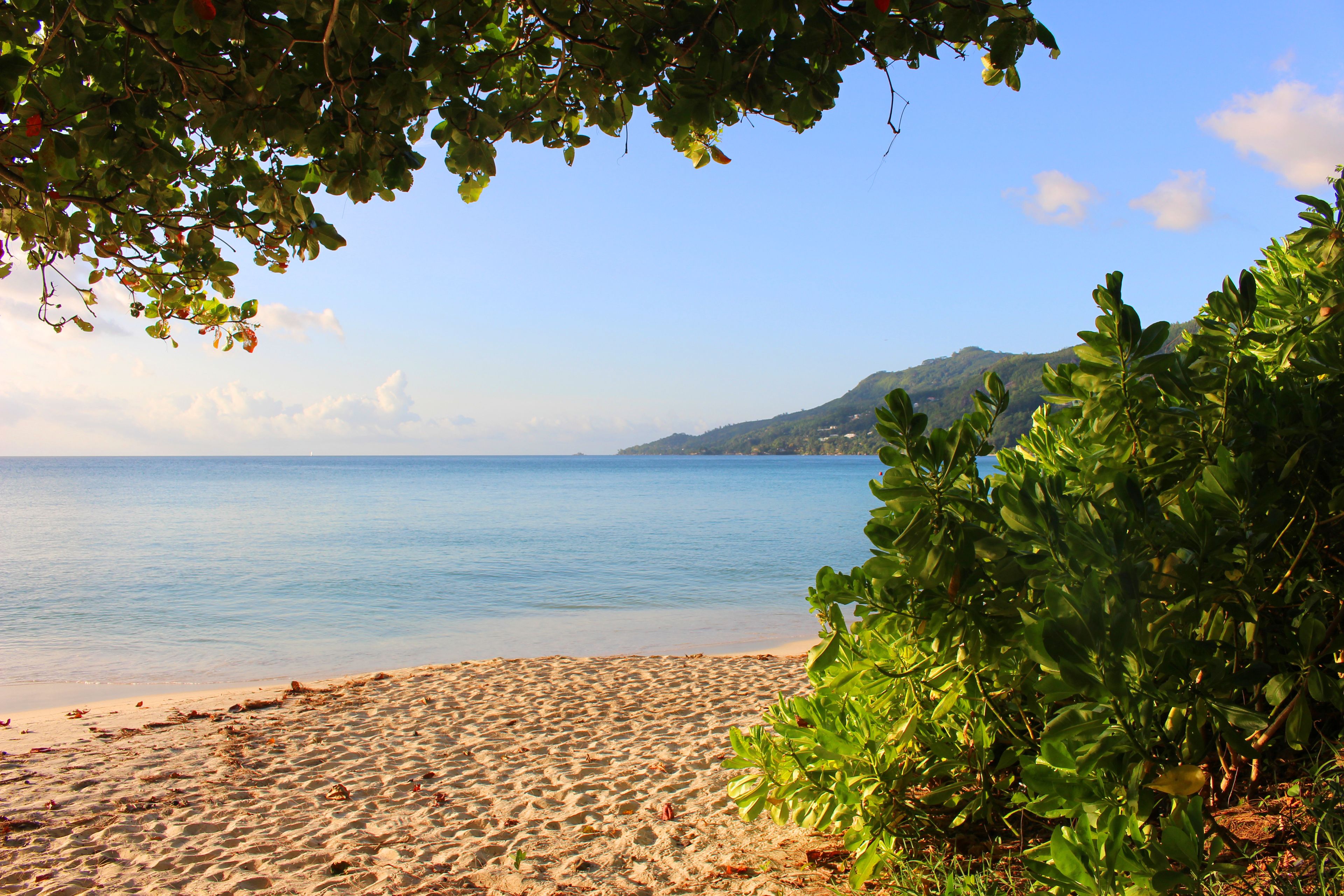A beach with clear blue water, sandy shore, and green foliage.