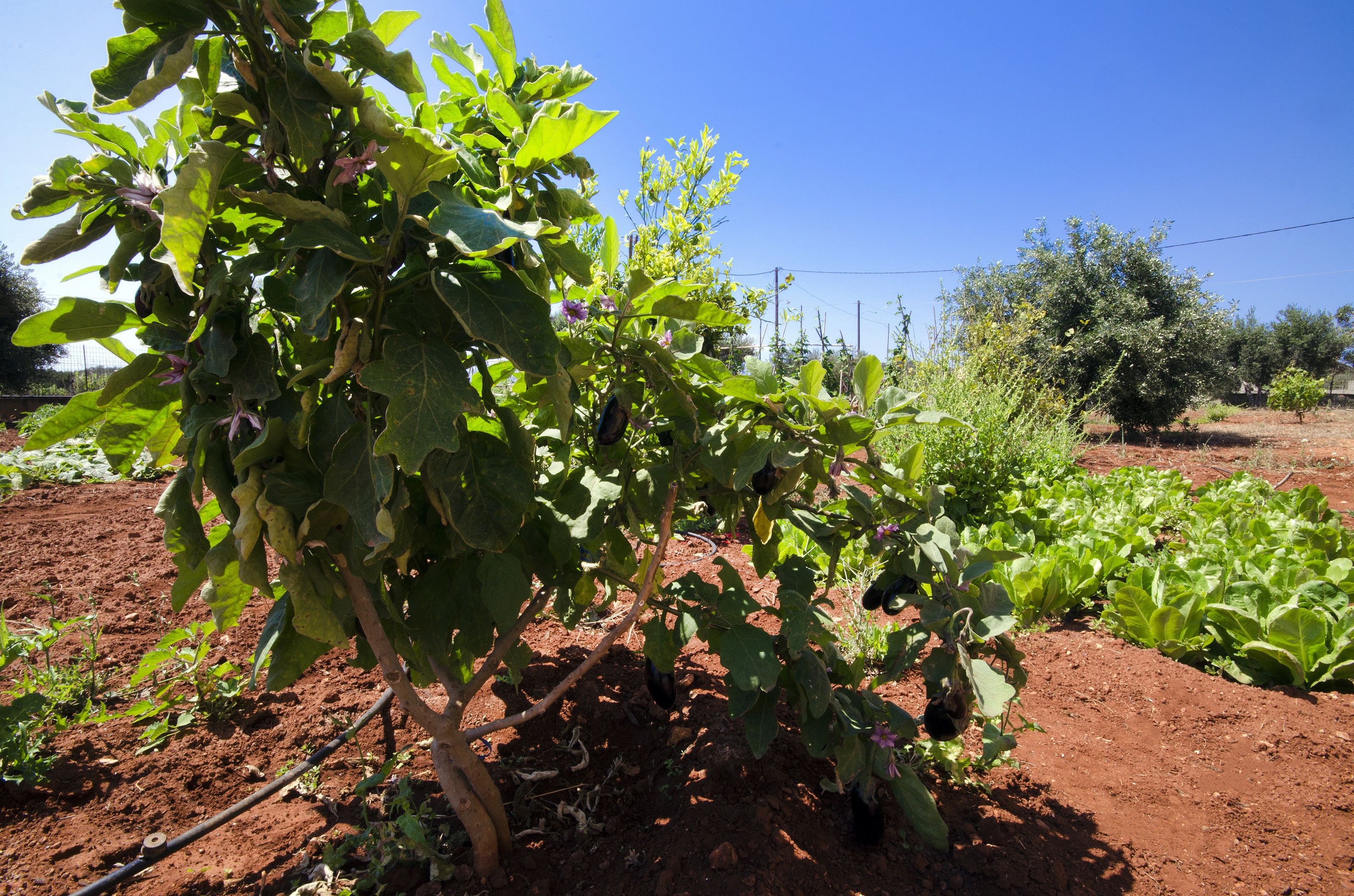 Un jardin où poussent différentes espèces de plantes, sous un ciel bleu azur.