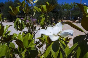 Garden - Skamagkas G. Apartments (Chania)