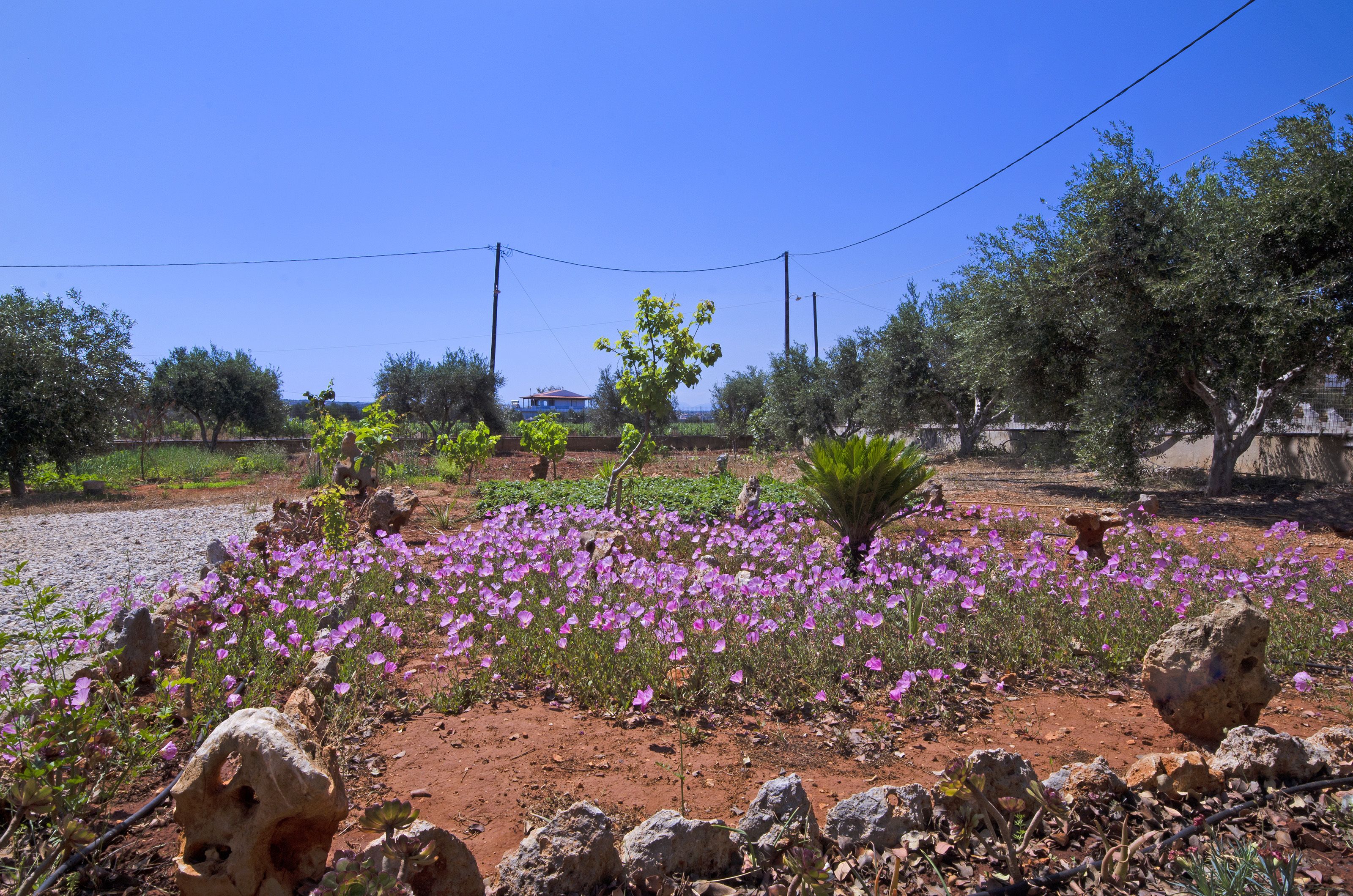 Un jardin avec des fleurs violettes et des rochers.