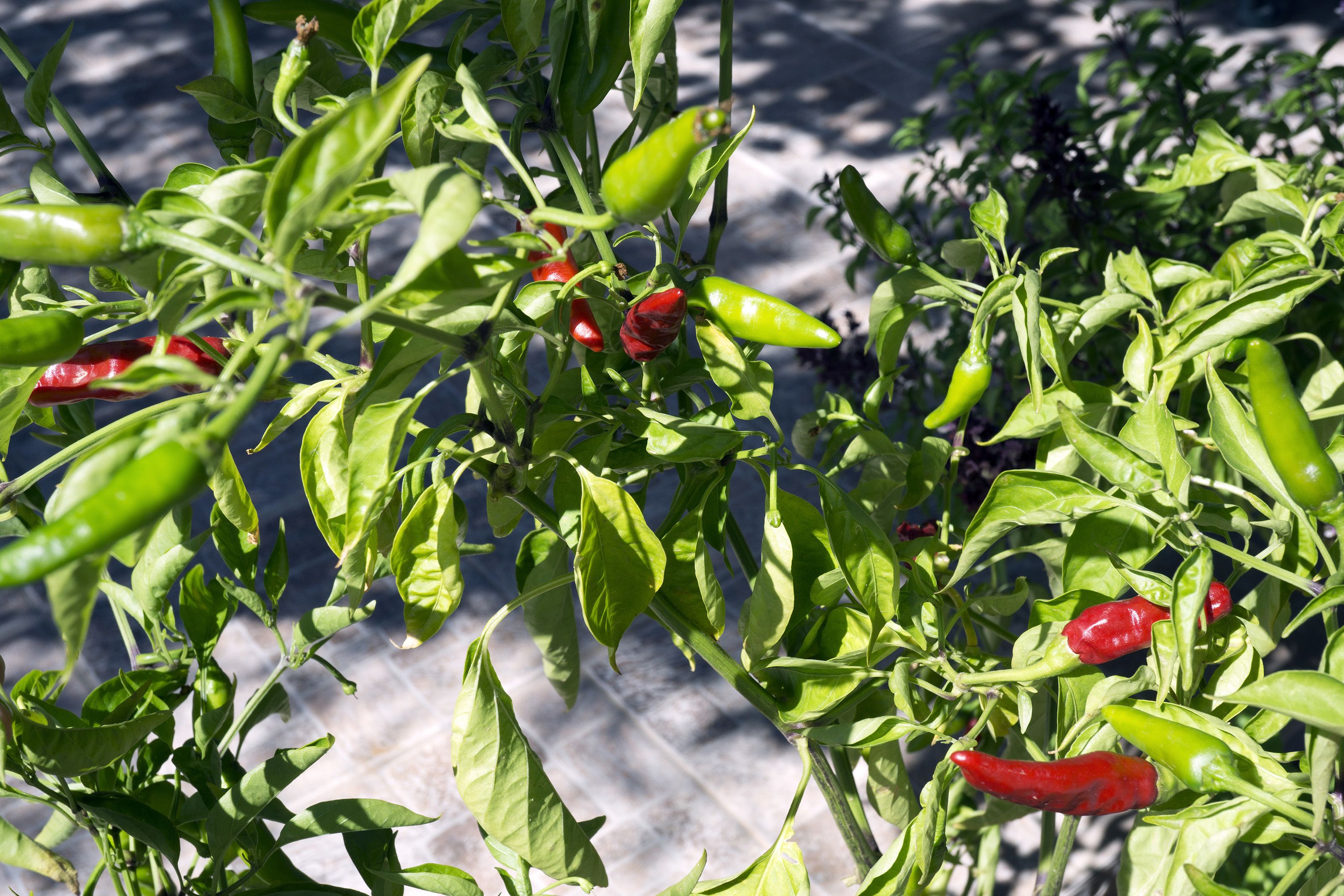 Uma estufa com diversas plantas de pimenta e pimentões.