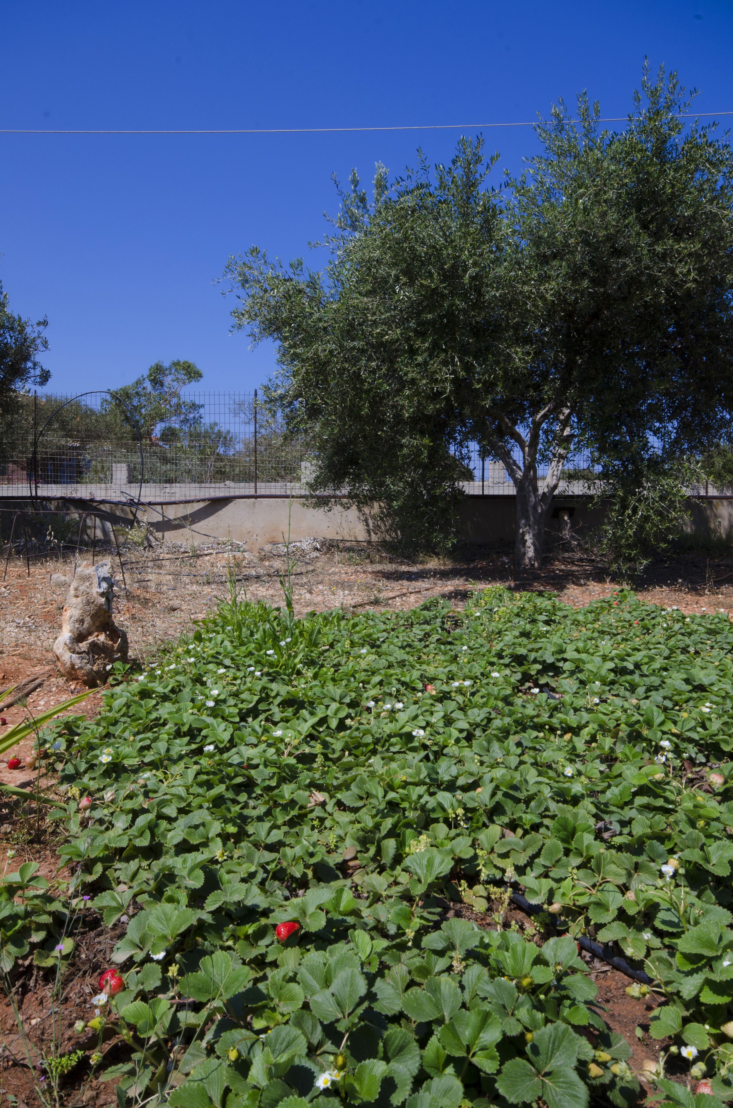 A garden with strawberry plants and a tree.