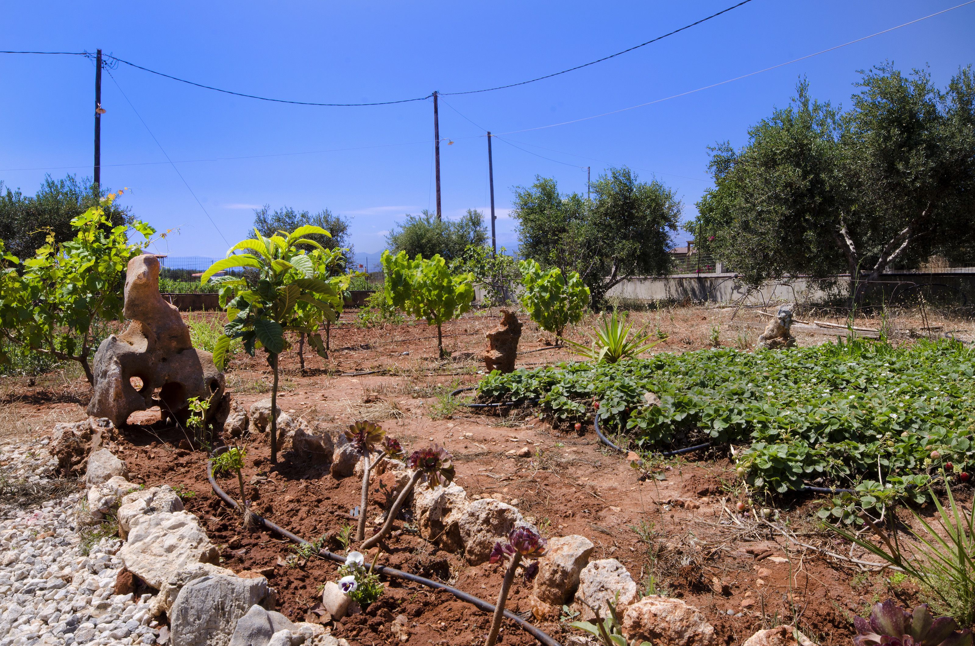 A garden with various plants and rocks, a clear sky, and power lines.