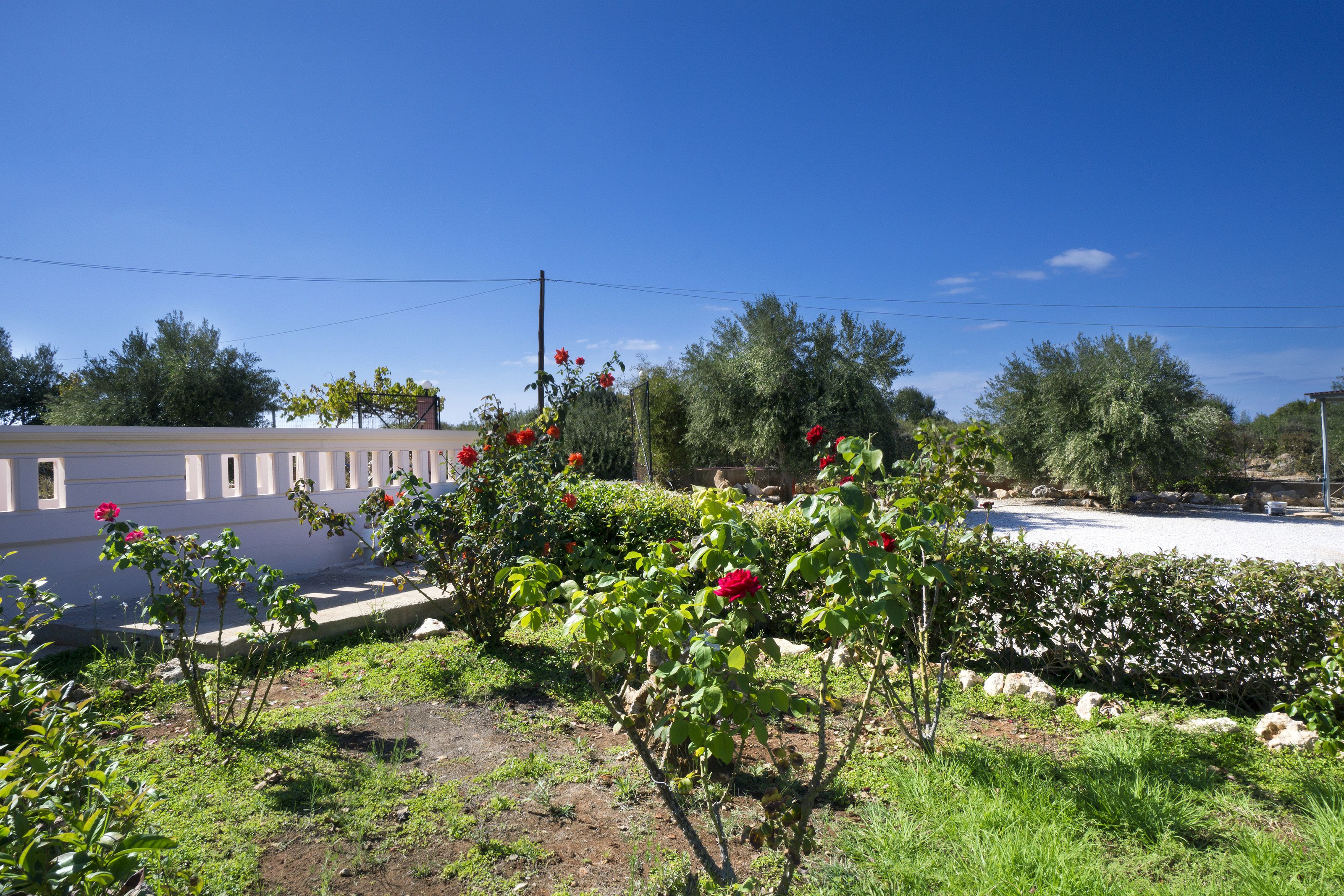 A garden with blooming flowers and a building in the background.
