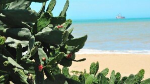A beach with a cactus plant in the foreground and a ship in the background. - Royal Macaé Palace Hotel (Macaé)