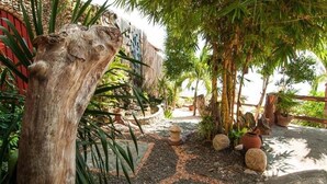 A garden with a large tree trunk, potted plants, and a pathway.