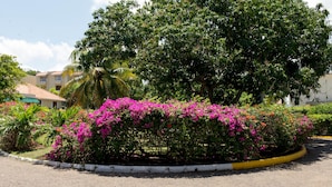 A landscaped area with a roundabout, a large tree, and pink flowering bushes. - Skymiles Beach Suite At  Montego Bay Club Resort (Montego Bay)